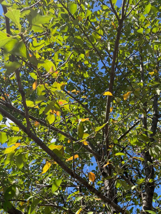 68